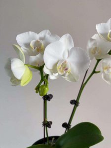 白色蝴蝶兰花语是什么 白色蝴蝶兰的含义是什么？