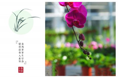 蝴蝶兰花语大全 蝴蝶兰花言蝶语