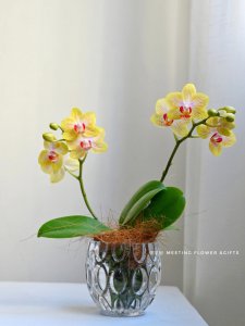 盆栽蝴蝶兰花期多久 盆栽蝴蝶兰花开时间多久？