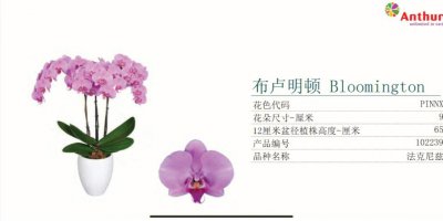 不同颜色蝴蝶兰的花语和寓意 蝴蝶兰不同颜色的花语和含义