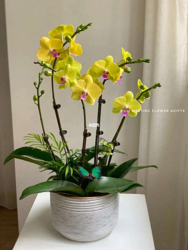 蝴蝶兰花的养殖方法和注意事项 盆栽