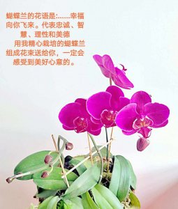 送蝴蝶兰的寓意是什么 送蝴蝶兰的象征意义是什么