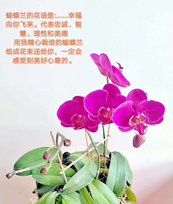 送蝴蝶兰的寓意是什么