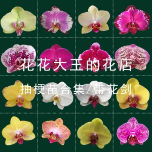 蝴蝶兰不同颜色代表什么意思 蝴蝶兰不同色彩象征着不同寓意