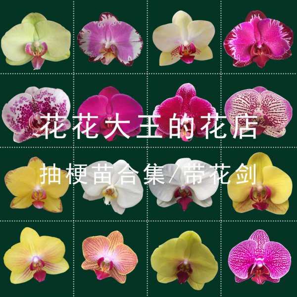 蝴蝶兰不同颜色代表什么意思
