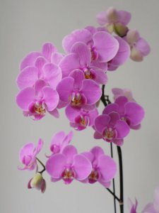 粉色蝴蝶兰的花语和寓意 粉色蝴蝶兰的象征意义及花言花语