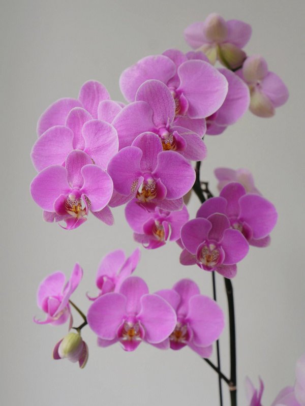 粉色蝴蝶兰的花语和寓意