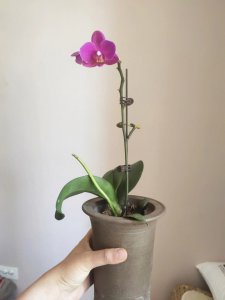蝴蝶兰花谢后如何处理 蝴蝶兰凋谢后的处理方法