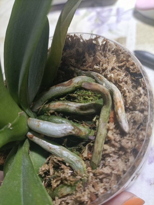 蝴蝶兰的根部发霉怎么办