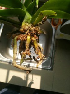 蝴蝶兰的根部腐烂怎么办 蝴蝶兰根部腐烂应该怎么处理？