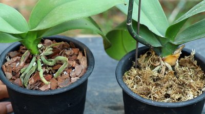 蝴蝶兰可以浇醋水吗 蝴蝶兰适合用醋水浇灌吗？