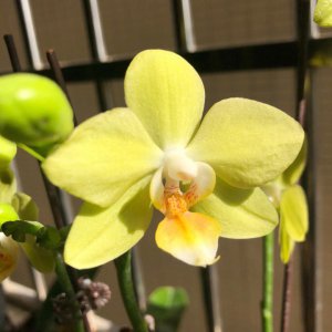 蝴蝶兰能开多久 蝴蝶兰的开花期有多久？