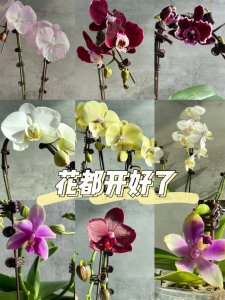 蝴蝶兰在哪个季节开放 蝴蝶兰开放在哪个季节、蝴蝶兰何时盛开