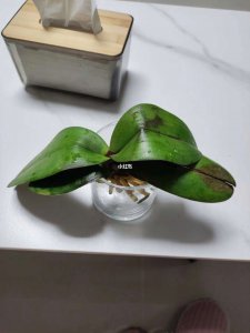 蝴蝶兰叶子冻软了怎么救 蝴蝶兰叶子受冻软了怎么处理？