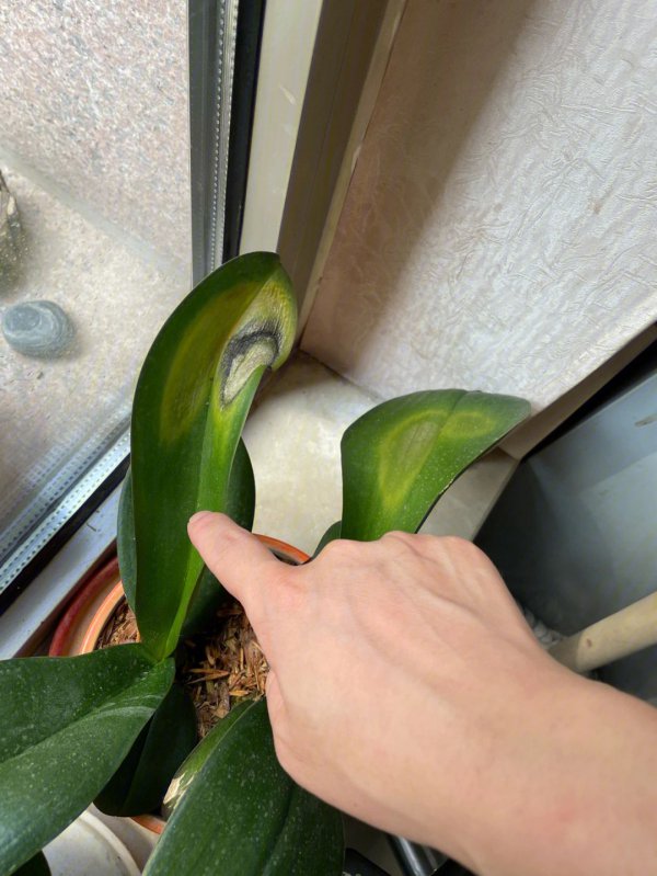 蝴蝶兰花苞还没开就枯萎了怎么办