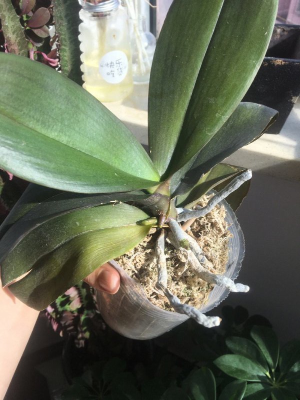 蝴蝶兰什么时候长花剑