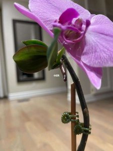 蝴蝶兰为什么生长得慢 为何蝴蝶兰生长缓慢？