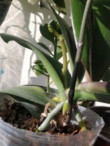 蝴蝶兰几月出花剑 蝴蝶兰何时开花？
