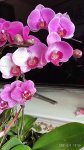 蝴蝶兰颜色有多少 蝴蝶兰有多少种颜色？