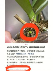 蝴蝶兰是什么时候发芽在什么季节 蝴蝶兰在哪个季节发芽？