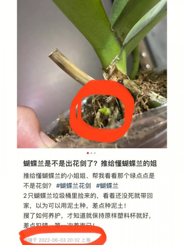 蝴蝶兰是什么时候发芽在什么季节