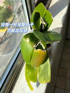 蝴蝶兰花剑剪掉能再生花剑吗 蝴蝶兰花剪下后能再生花吗？