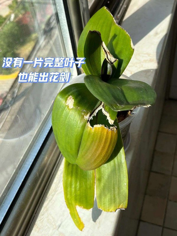 蝴蝶兰花剑剪掉能再生花剑吗