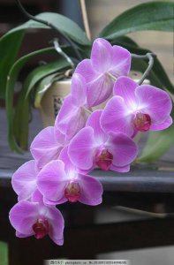 最漂亮的10种蝴蝶兰 十大绝美蝴蝶兰品种