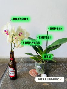蝴蝶兰开完花杆子要剪掉吗 蝴蝶兰开花后是否需要修剪花茎？