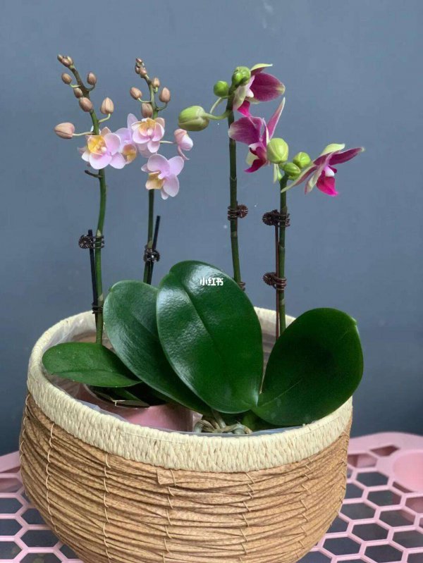 蝴蝶兰二次开花怎么养