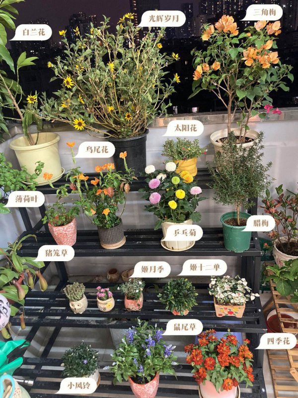 盆栽白兰花怎样换盆和施肥