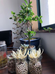 盆栽白兰花夏天怎么养 夏季白兰花盆栽养护技巧
