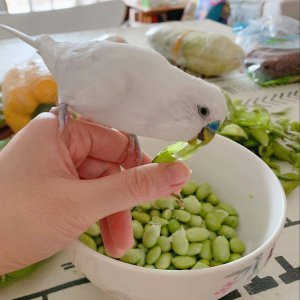虎皮鹦鹉能吃橘子吗 虎皮鹦鹉可以吃橘子吗？