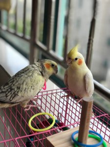 高冠鹦鹉怎么分公母 如何区分高冠鹦鹉的性别？