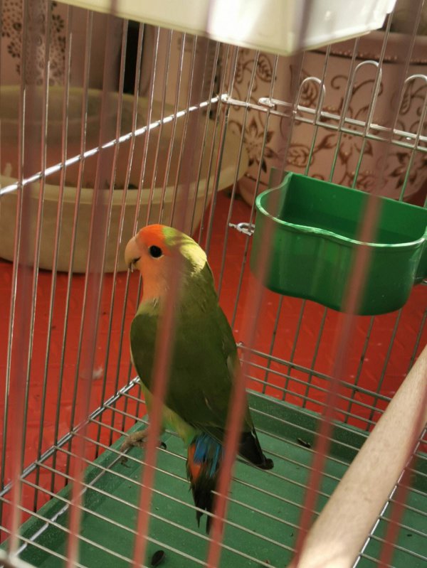 高冠鹦鹉怎么养