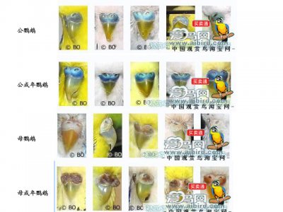 虎皮鹦鹉怎么分辨雌雄 如何辨别虎皮鹦鹉的性别？