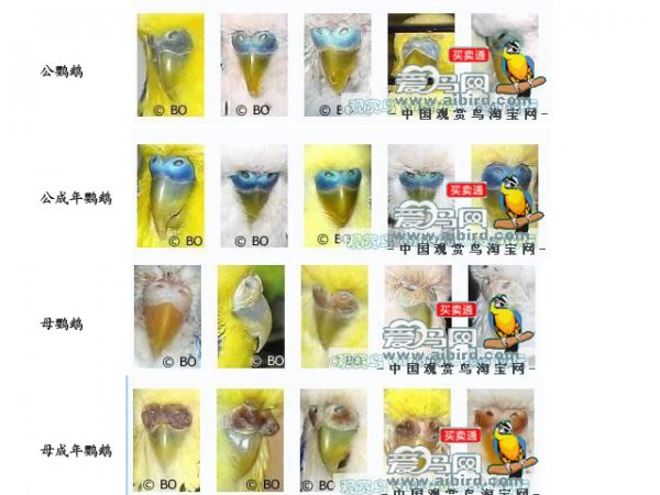 虎皮鹦鹉怎么分辨雌雄