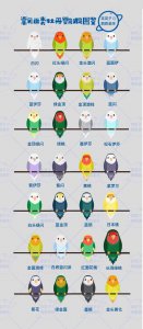 虎皮鹦鹉冬天怎么养 如何在冬季照顾虎皮鹦鹉