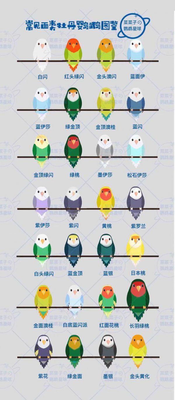 虎皮鹦鹉冬天怎么养