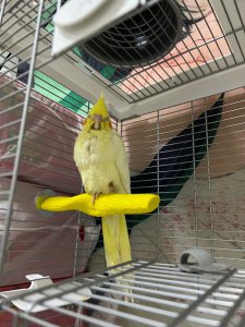 玄凤鹦鹉冬天怎么保暖 玄凤鹦鹉如何在冬季保持温暖