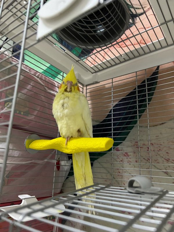 玄凤鹦鹉冬天怎么保暖