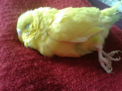 鹦鹉能冻死吗 鹦鹉会因寒冷而死吗？