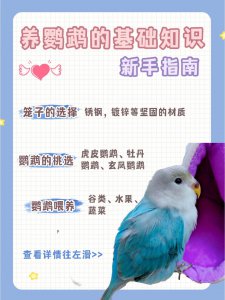 鹦鹉换毛是什么季节 鹦鹉换毛的季节是什么？