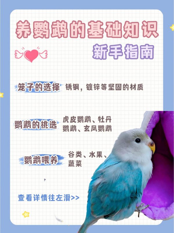 鹦鹉换毛是什么季节