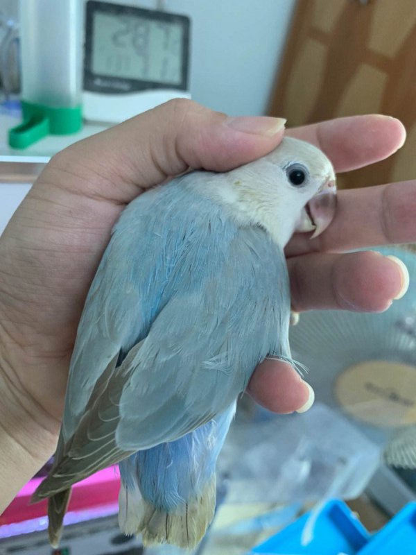 牡丹鹦鹉闪光与闪派的区别
