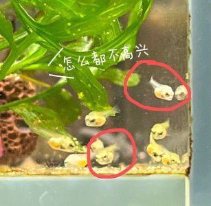 迷你鹦鹉鱼多大可以繁殖 迷你鹦鹉鱼繁殖的大小限制是多少？