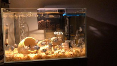 60鱼缸养几条迷你鹦鹉 60鱼缸适合养几只迷你鹦鹉？