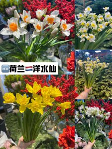 荷兰水仙有毒吗 荷兰水仙是否具有毒性？