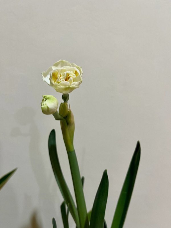 洋水仙叶子发蔫怎么办