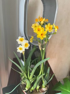 水仙花冬天会不会冻死 水仙花寒冬是否会受冻？
